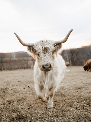 Mini Highland Breeder | Sterling Hills Farm