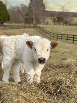 dun tipped high park bull calf