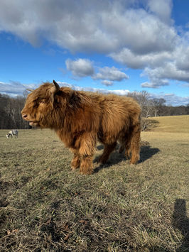 mini Highland bull