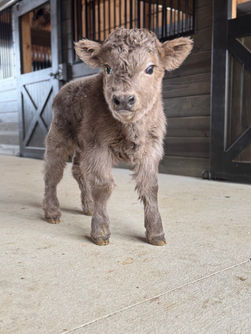 dun mini highland heifer calf