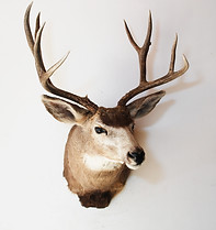 Mule Deer mount