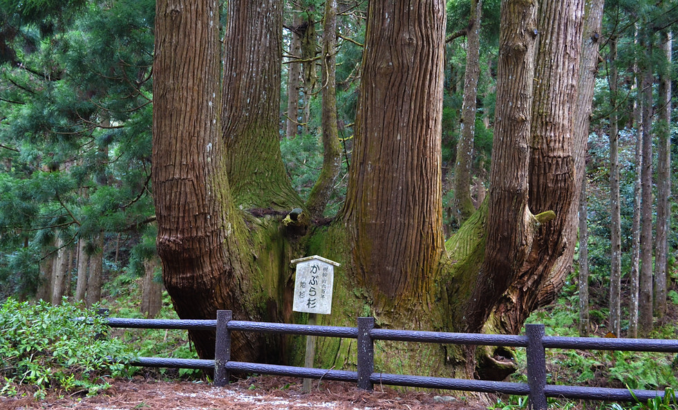 DSC_0242.jpg