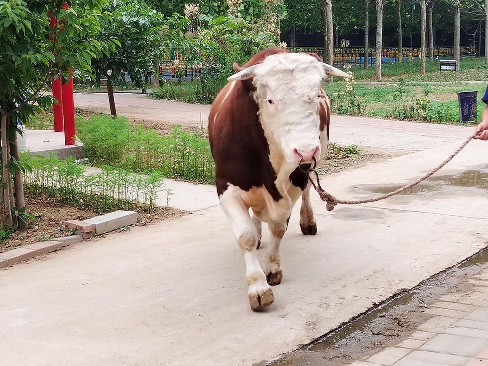 How to Make Frozen Semen for Different Livestock Breeds: Full Breed‑Specific Cryopreservation Guides