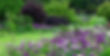 alliums-main-borders-harlow-carr-1920x978.jpg