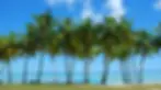 palm-trees-beach-scaled-jpg-webp.webp