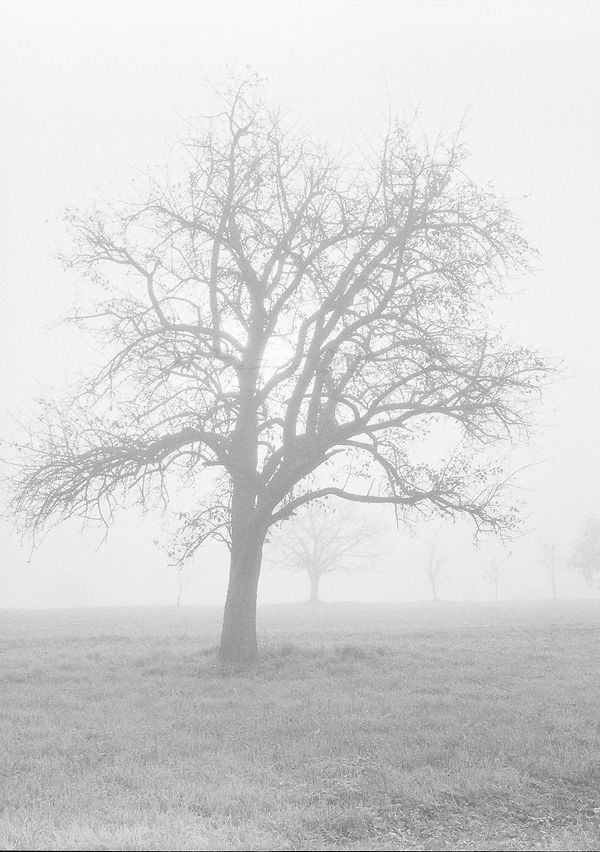 Morning´s Fog