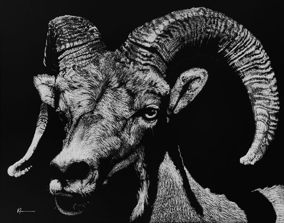 Scratchboard of big horn sheep