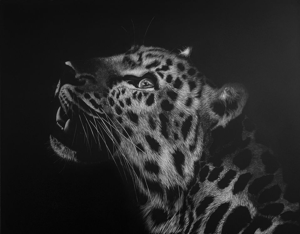 Scratchboard of an Amur Lepeord