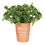 Thumbnail: 'Grandad's Herb Garden - Home Grown' Terracotta Plant Pot