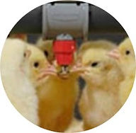 chicks drinking.jpg