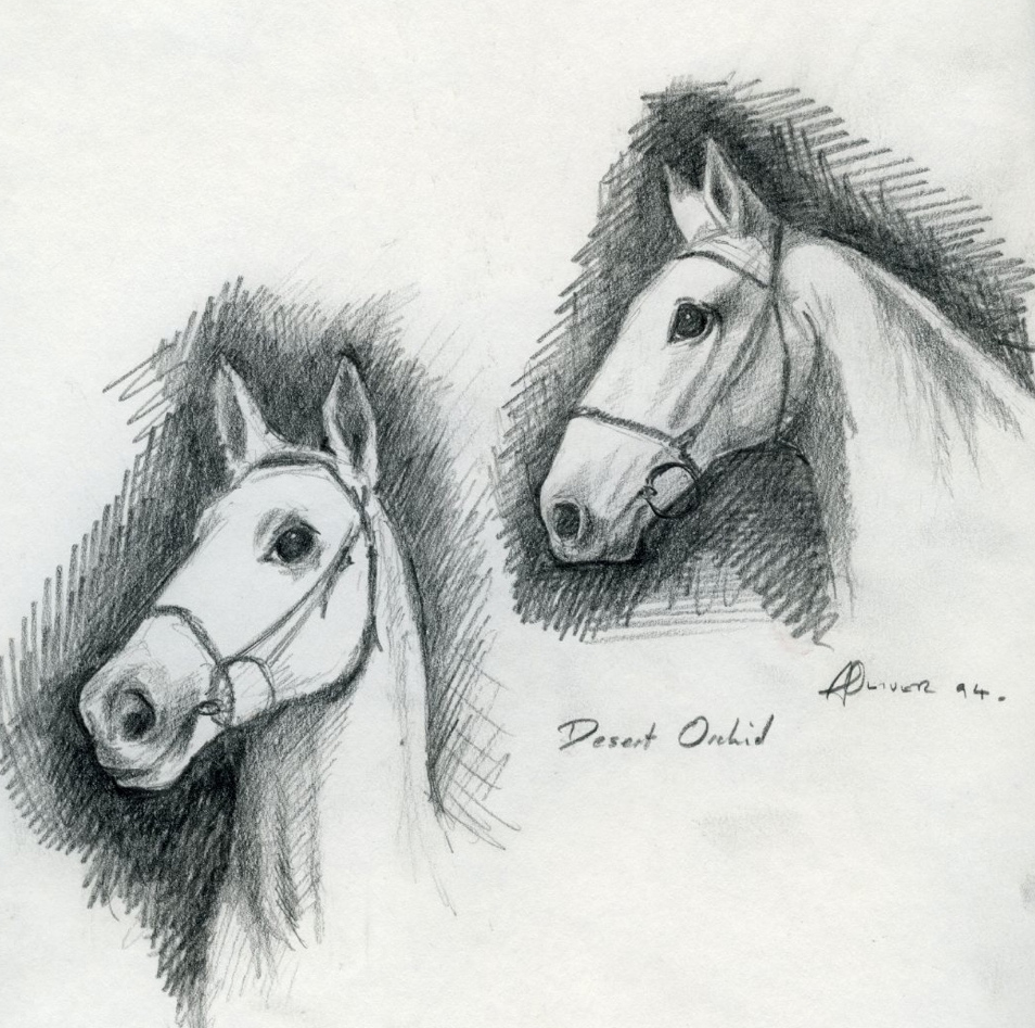 desert orchid