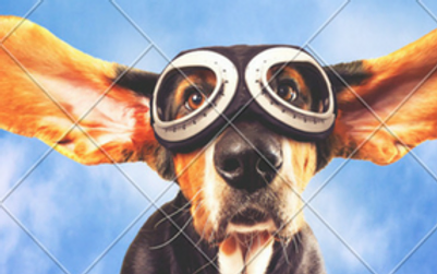 virgin pet transport