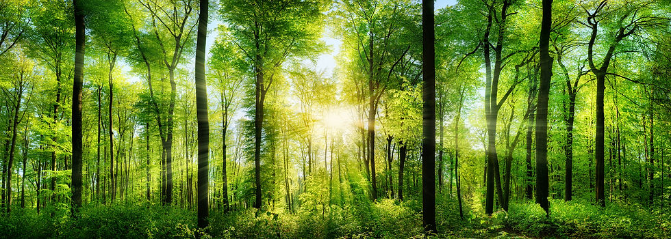 trees.jpg