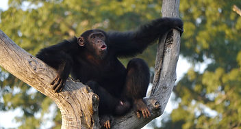 Sanctuary Chimp2 - CCC - Guinea - 2013 -