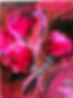 IMG_6995.jpeg