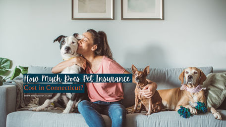How Much Does Pet Insurance Cost in Connecticut?
