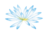 A flower with white peddles with blue tips and a yellow bud.