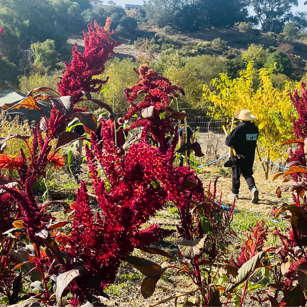 A woman walking through a garden in bloom