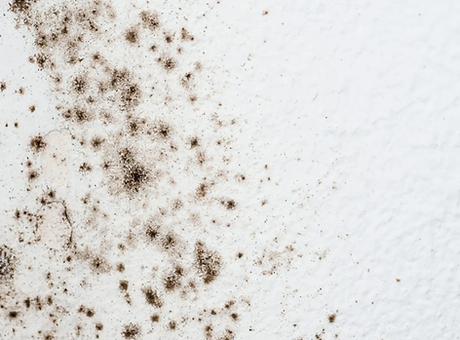 mold.webp