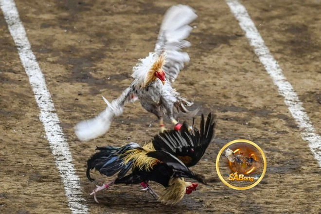 Exploring the Legality of Sabong Betting: What You Need to Know