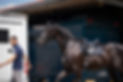 ah-abbendorf-horse-care.jpg