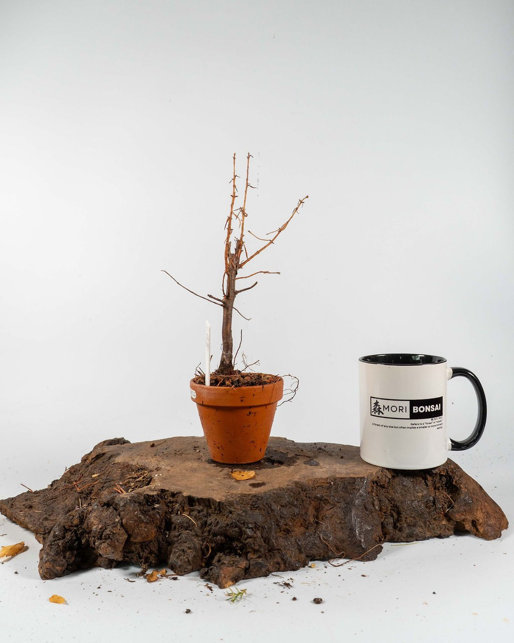 Dawn Redwood Bonsai Material – Metasequoia | Terracotta Pot Outdoor Pre-Bonsai