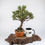 Thumbnail: Shohin Mugo Pine Bonsai Tree | Outdoor Bonsai Material – Evergreen Pre-Bonsai