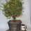 Thumbnail: English Yew -  Formal Upright large Bonsai Tree Material