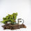 Thumbnail: Juniper Bonsai Tree – Procumbens Nana | 8-Year Starter in Bonsai Pot (Outdoor)