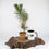 Thumbnail: Scots Pine Mame Bonsai Tree | Outdoor Evergreen in Terracotta Bonsai Pot