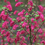 Thumbnail: 1ltr Flowering Currant
