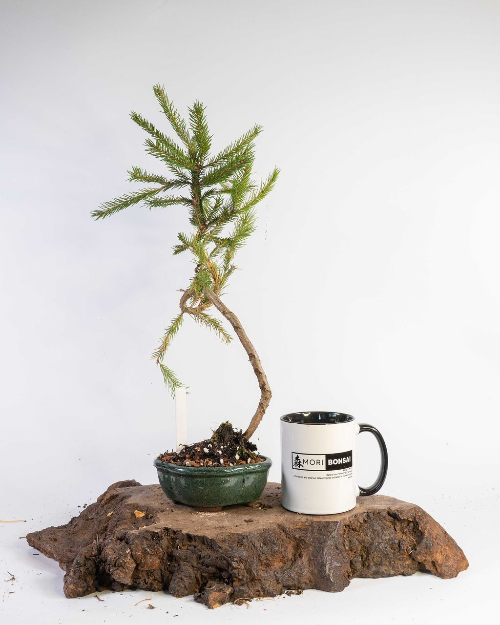 Normandy Spruce Pre Bonsai Material Bonsai Pot Hardy Outdoor Conifer Tree