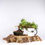 Thumbnail: Juniper Bonsai Tree – Procumbens Nana | 8-Year Starter in Bonsai Pot (Outdoor)