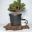 Thumbnail: XL Shohin Mugo Pine Bonsai Material Outdoor Hardy Evergreen Conifer Tree