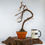 Thumbnail: Japanese Larch Bonsai Styled 8yrs Larix Deciduous Conifer Terracotta Pot