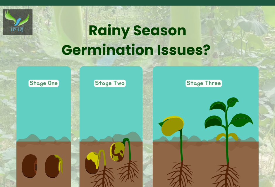 Rainy Season Germination issue 
