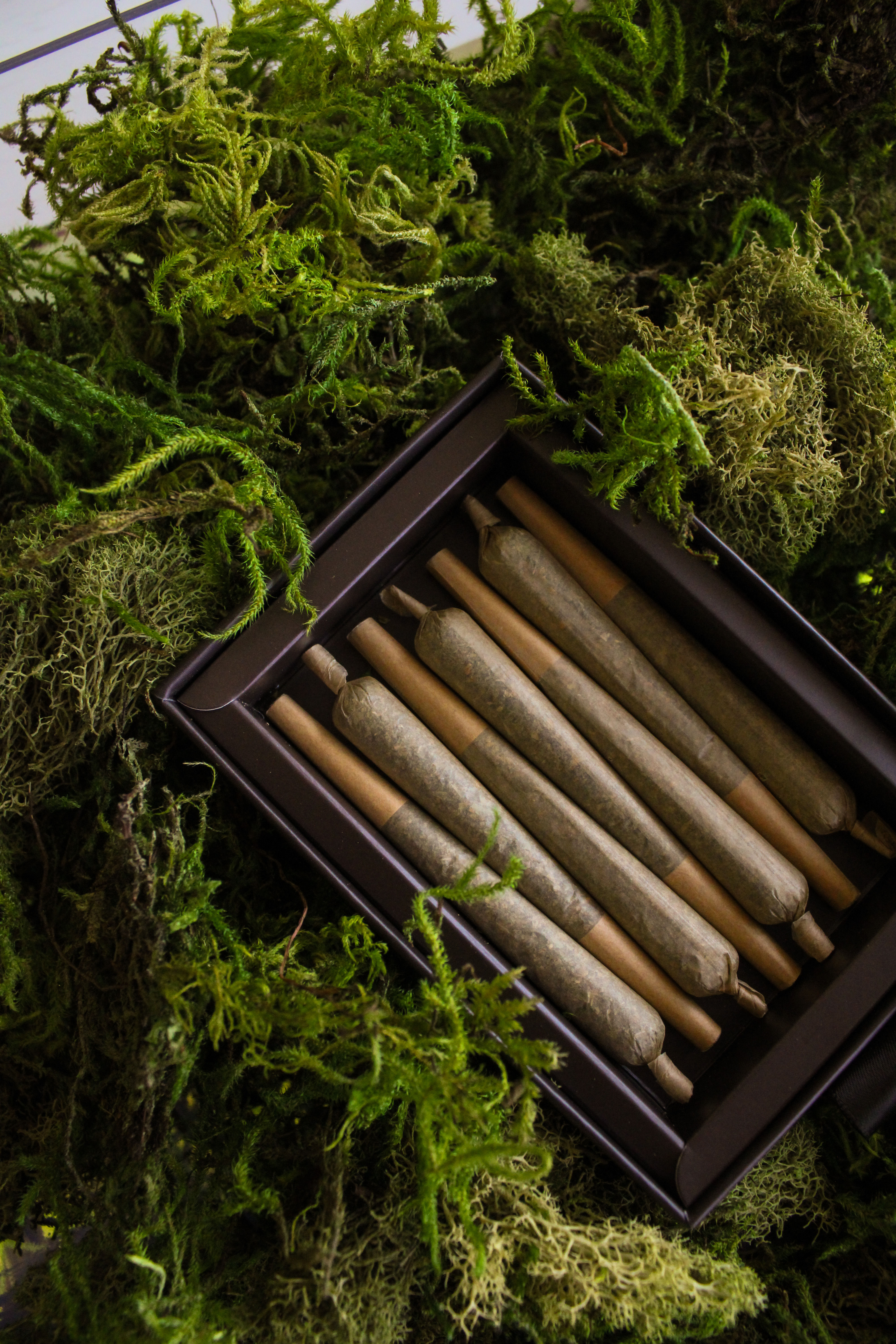 Celeste — Sativa Hybrid