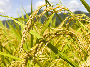 田中酒造場 取り扱いスタート!