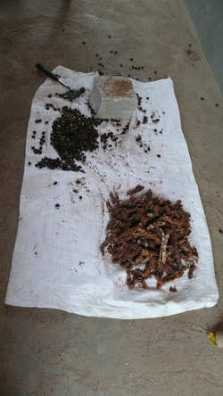 Locally grown tamarind (single tree)