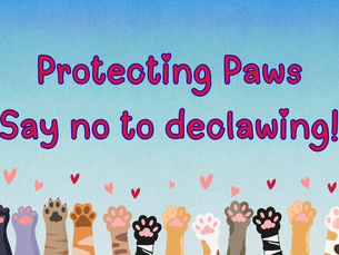 Protecting Paws: Why We Don’t Perform Declaws
