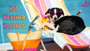 Summer Pet Safety