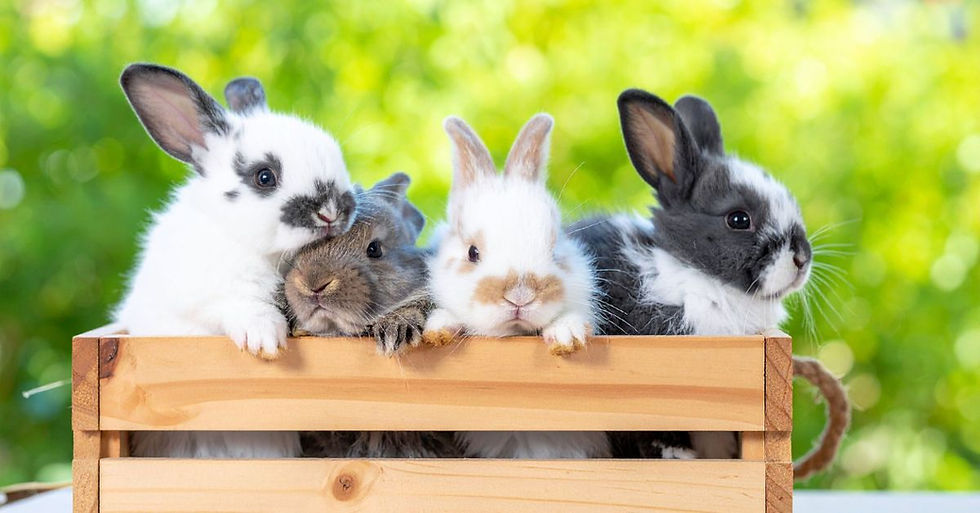Protecting Your Rabbit: Why the RHDV Vaccine Matters