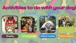 Fun Activities You Can Enjoy With Your Dog