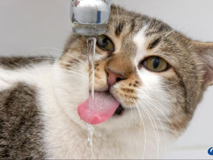 Keeping Your Cat Hydrated: Why It Matters and How to Help