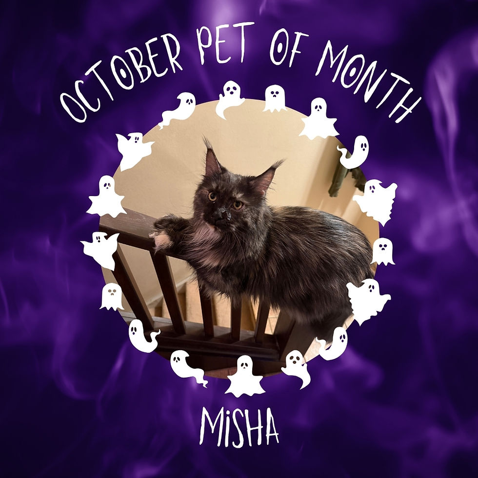 Introducing the October Pet of the Month!