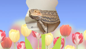Introducing the May Pet of the Month! 🌷