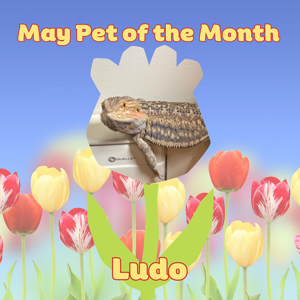 Introducing the May Pet of the Month! 🌷