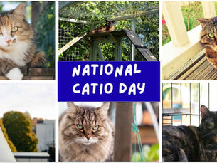 Celebrating National Catio Day