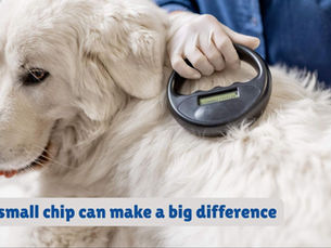 Microchipping Your Pet: A Simple Step That Can Bring Them Home