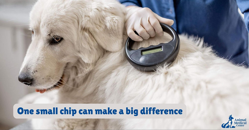 Microchipping Your Pet: A Simple Step That Can Bring Them Home